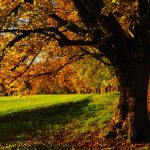 tree-779825__340